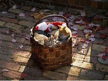 《GTA5》线上模式PC版明年将获画质增强更新 获光追支持